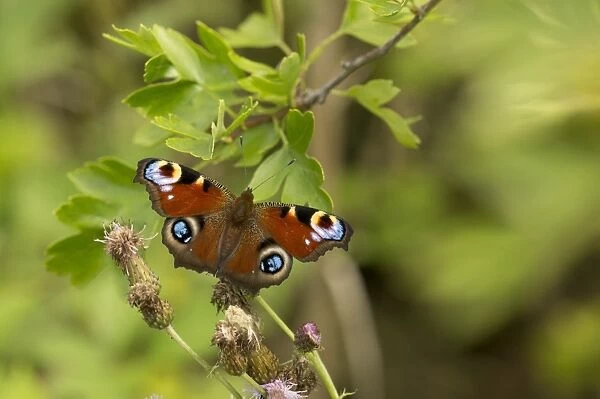 Peacock Butterfly (Inachis io) adult, resting on thistle flowerhead, Yorkshire, England, July