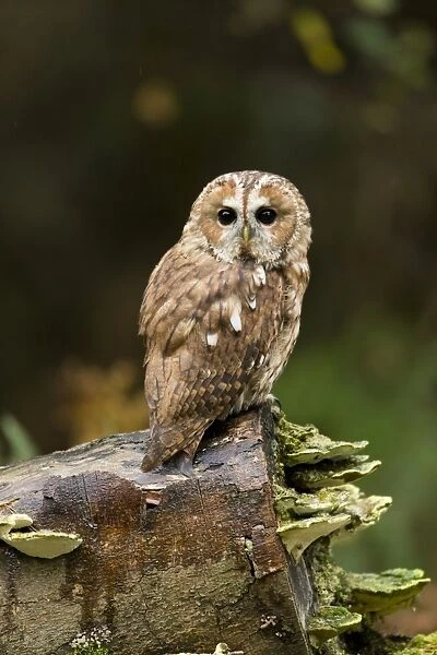 Tawny Owl (Strix aluco) adult, perched on log with bracket fungi, Suffolk, England, October (captive)