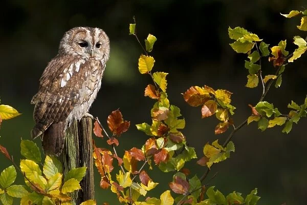 Tawny Owl (Strix aluco) adult, perched on post amongst autumn beech leaves, Peak District, Derbyshire, England, november (captive)