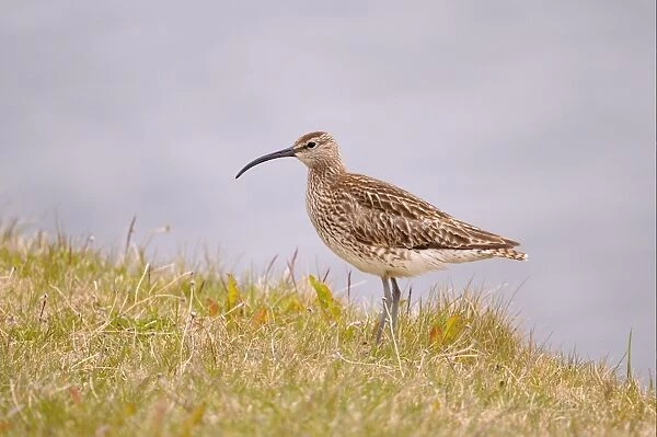 Whimbrel (Numenius phaeopus) adult, standing on grassy bank, Iceland, June