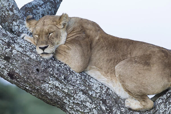 Close up view of female lion sleeping in acaia tree in jungle, Ngorongoro Conservation Area