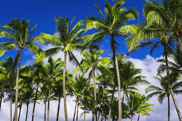 Coconut palms, Kapaa, Kauai, Hawaii, USA