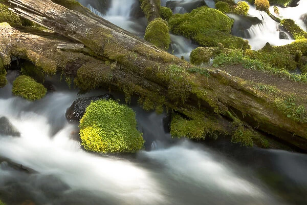 Detail, Clearwater Creek, Clearwater Falls, Umpqua National Forest, Oregon, USA