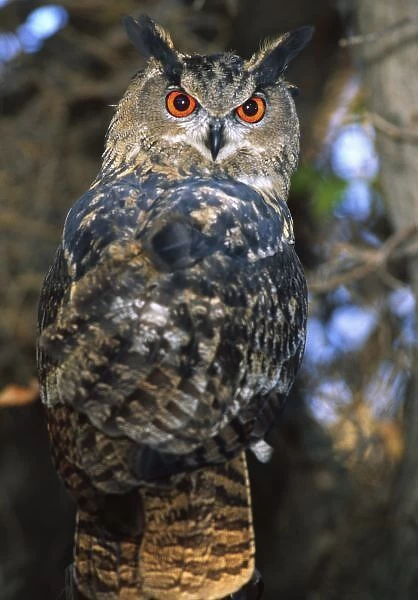 Forest Eagle Owl, Bubo bubo, Native to Eurasia (Rehab Animal)