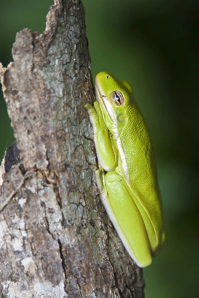 Green Tree Frog (Hyla cinerea) dormant on log in east Texas