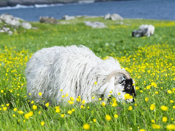 Sheep (Scottish Blackface) on the Isle of Harris, home of the Harris Tweed, grazing in Machair