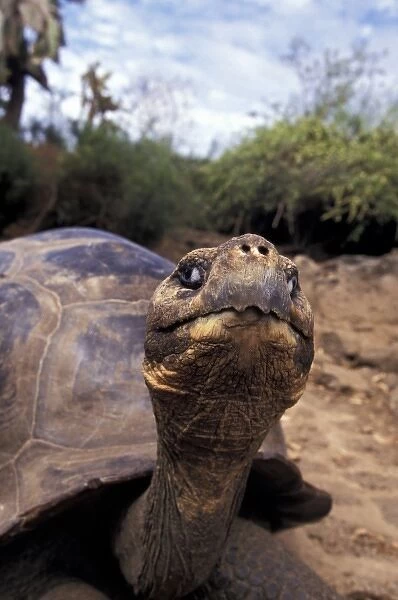 Spouth America, Galapagos Islands. Giant tortoise (Geochelone elephantopus)