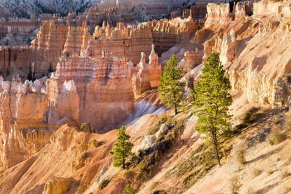 Trees grow in Limestone at Bryce Canyon National Park. Utah. US