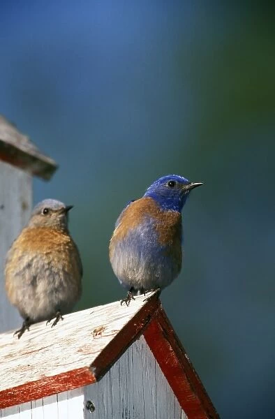 USA, Oregon. Male and female Western Bluebirds (Sialia mexicana)