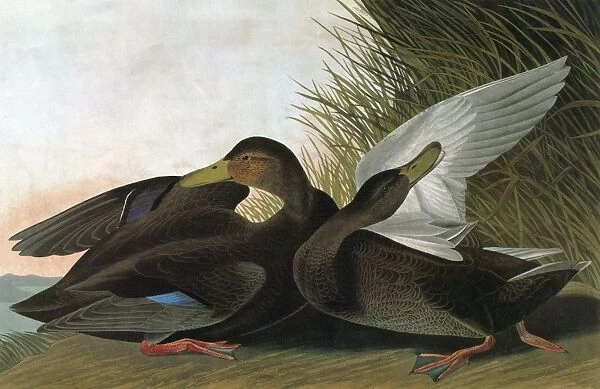 AUDUBON: DUCK. American Black Duck (Anas rubripes)
