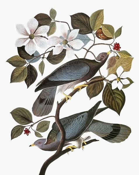 AUDUBON: PIGEON. Band-tailed pigeon (Columba fasciata), from John James Audubons The Birds of America, 1827-1838