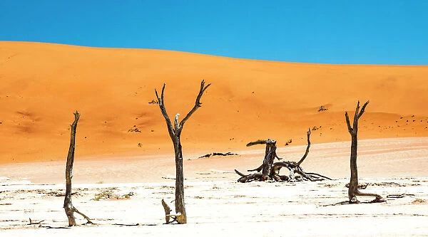 Dead trees bside the sand dunes at Sossvlei in Namib-Naukluft National Park, Namibia