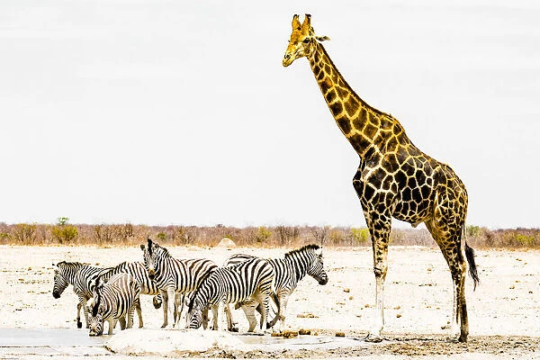 A giraffe and a group of zebras in Etosha National Park, Namibia