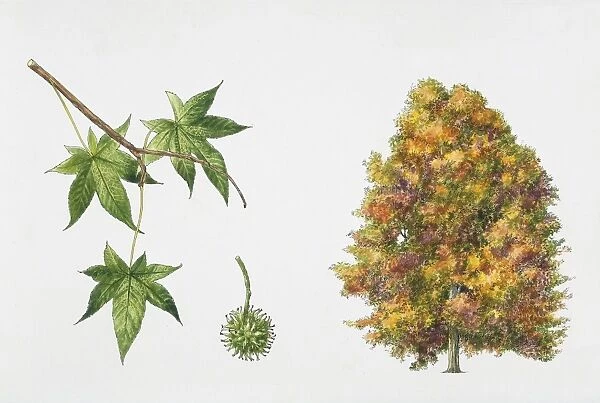 American Sweetgum (Liquidambar styraciflua) plant with flower and fruit, illustration