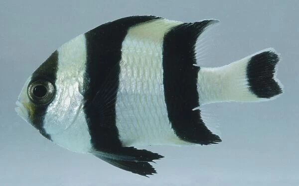 Black-tailed Humbug, dascyllus melanurus, silver fish with thick vertical black stripes and a long tail