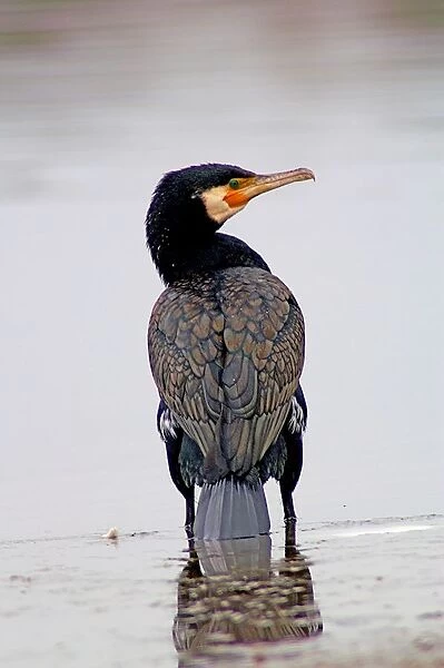 Great Cormorant. Phalacrocorax Carbo