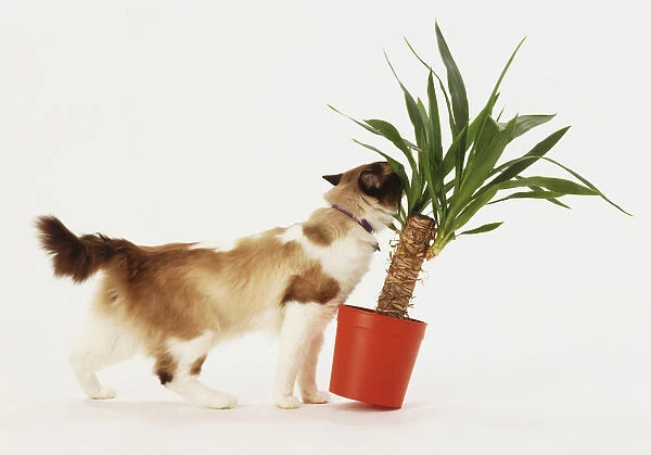 Grey and white longhaired ragdoll cat standing, biting leaf of potta yucca, knocking plant over, side view