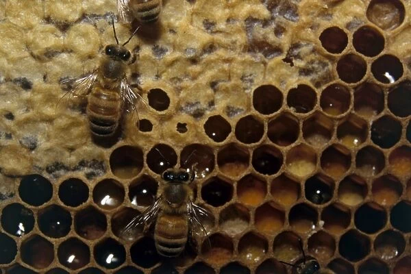 Honey comb, bees and larvae, close-up