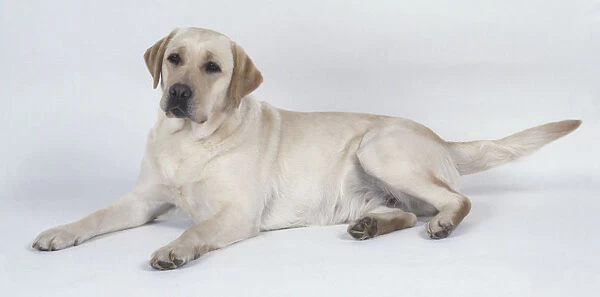 Labrador Retriever dog lying down, side view