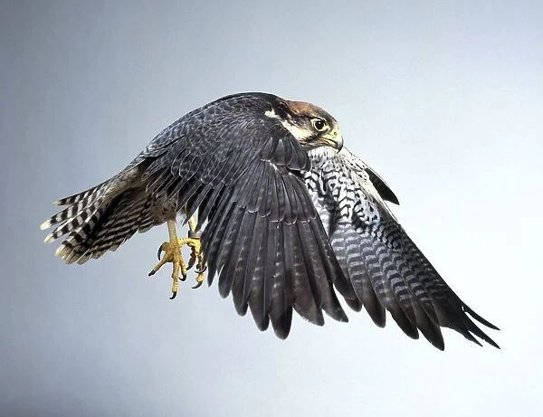 Lanner falcon (Falco biarmicus) in flight, side view