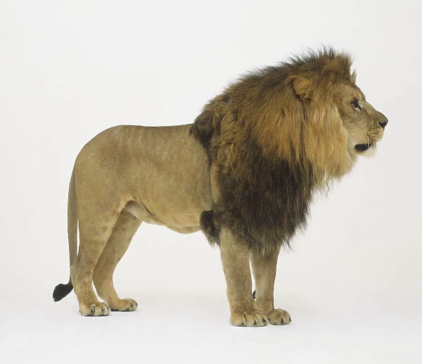 Lion (Panthera leo) standing, side view