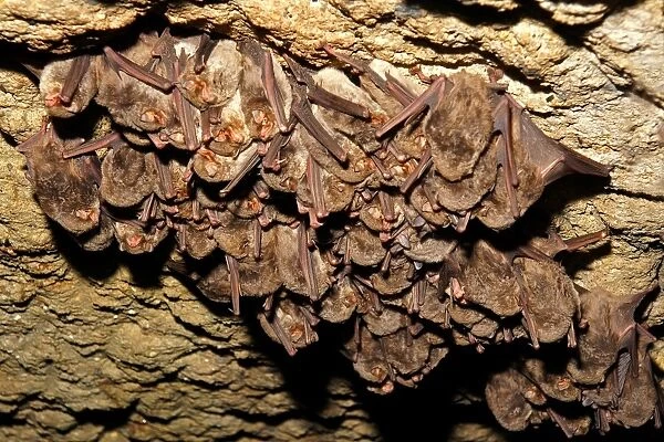 Miniottero. Miniopterus Schreibersi. Bats