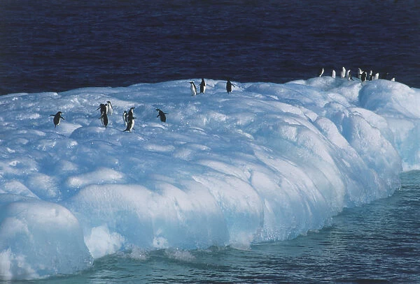 Penguins walking on Iceberg