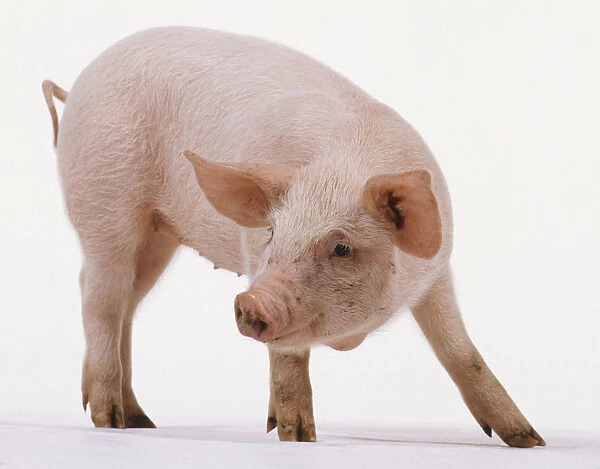 Piglet, aged 6 weeks, pink skin with fine white hairs, large ears, long snout, small eyes, four-toed, small tail, standing, neck bending around body, side view