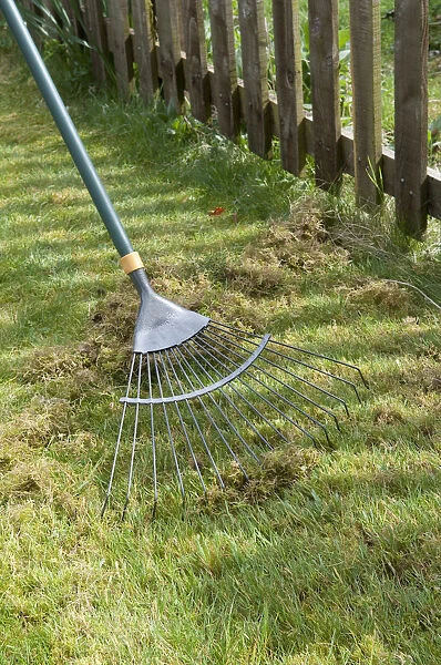 Scarifying garden lawn to remove moss using leaf rake