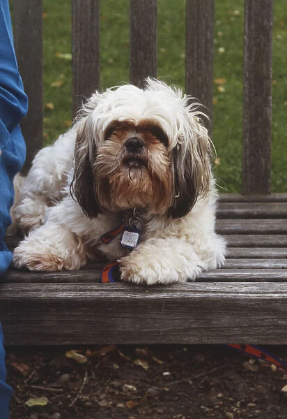 Shi Tzu dog sat on wooden bench
