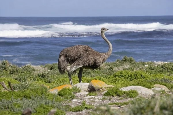South Africa, Cape of Good Hope, wild ostrich