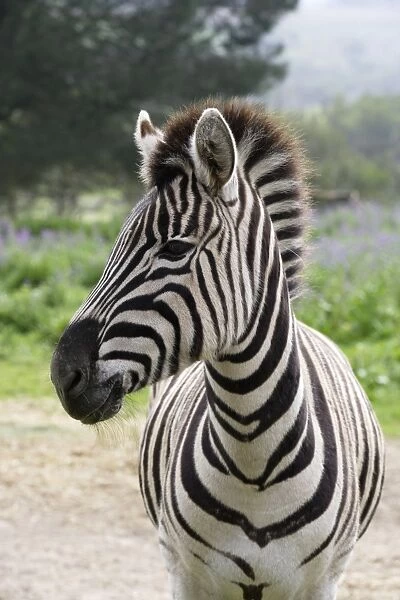 South Africa, Cape Town Tygergerber Burchells zebra, close-up
