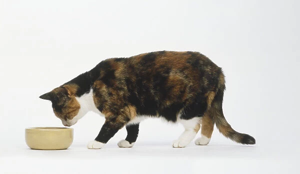 Tortoiseshell Cat (Felis catus) standing next to a food bowl, side view
