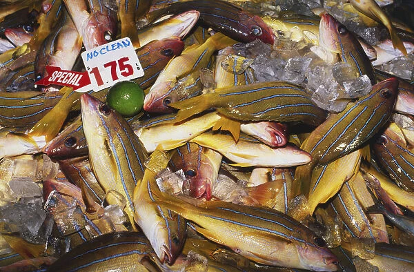 USA, Hawaii, fresh catch sold to the highest bidder at the Suisan Fish Auction