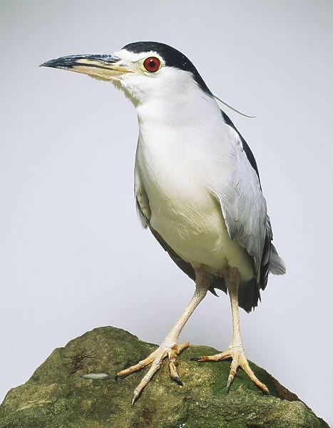 Front view of a Black-crowned Night Heron (Nycticorax nycticorax), perching on a rock, head in profile