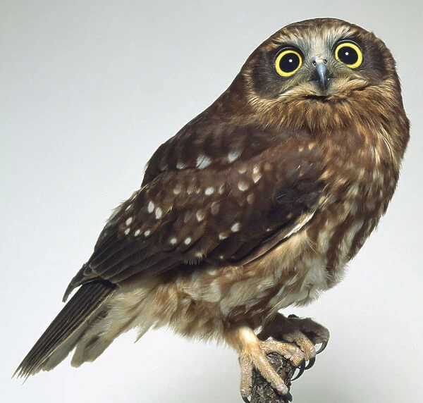 Side view of a Southern Boobook Owl, perching on a branch, with head facing forwards. The bird has a rounded head, prominent bill, large eyes, poorly defined facial discs, and downcovered legs and feet