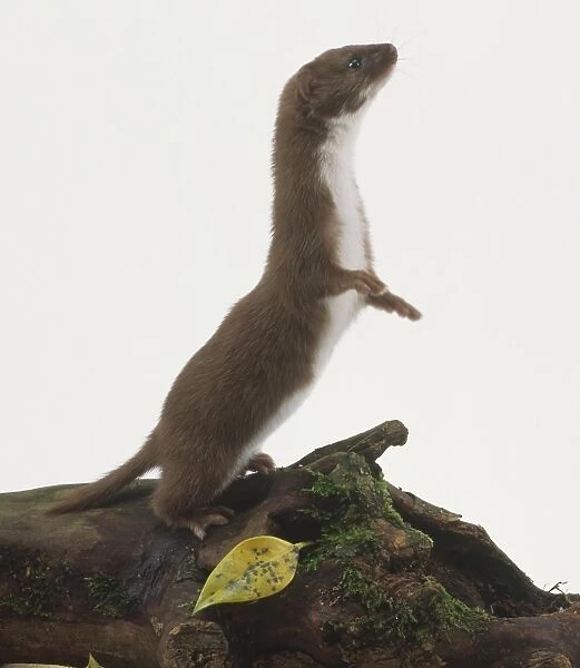 Weasel, mustela nivalis, standing on hind legs, side view