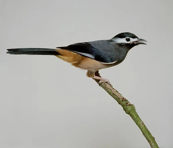 White-eared Sibia (Heterophasia auricularis) perching on branch