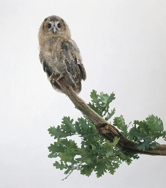 A young Tawny owl (Strix aluco) perched on top of an oak branch, looking at camera