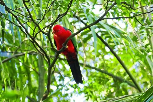 Curious Australian King Parrot up a tree in Sydney