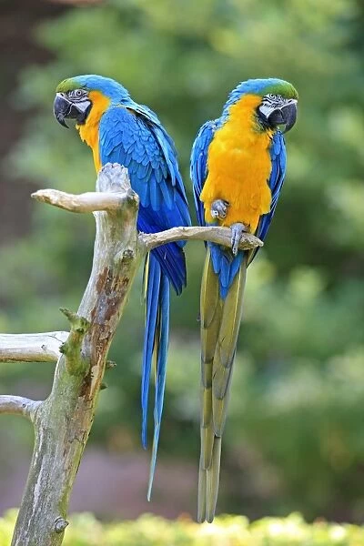 Blue and Yellow Macaws -Ara ararauna-, pair, native to South America, captive, Wachenheim, Germany