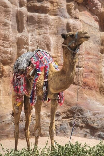Camel, Wadi Musa