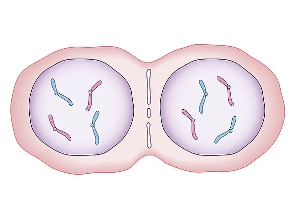 Cross section biomedical illustration of mitosis where nucleus membrane form around each set of chromosomes and the cell begins to divide in two