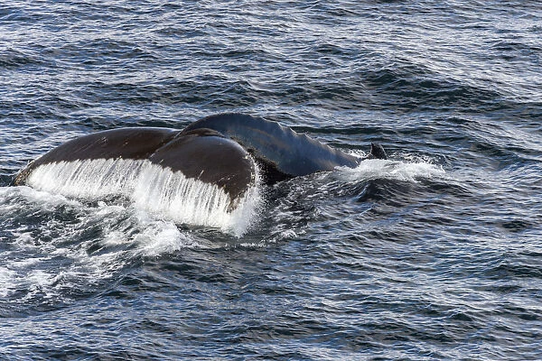 Fluke and fin of a Humpback Whale -Megaptera novaeangliae-, diving, Gerlache Strait, Antarctic Peninsula, Antarctica