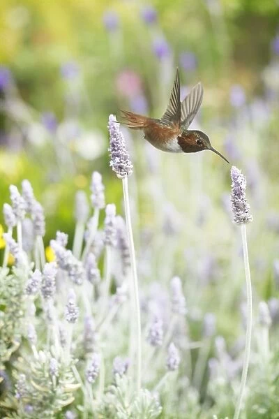 Hummingbird among lavender