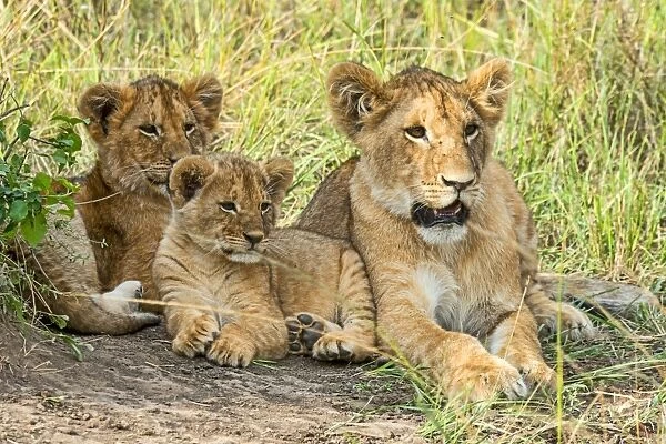 Lion cubs -Panthera leo-, Msai Mara, Kenya
