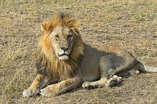 Lion -Panthera leo-, adult male, Msai Mara National Reserve, Kenya