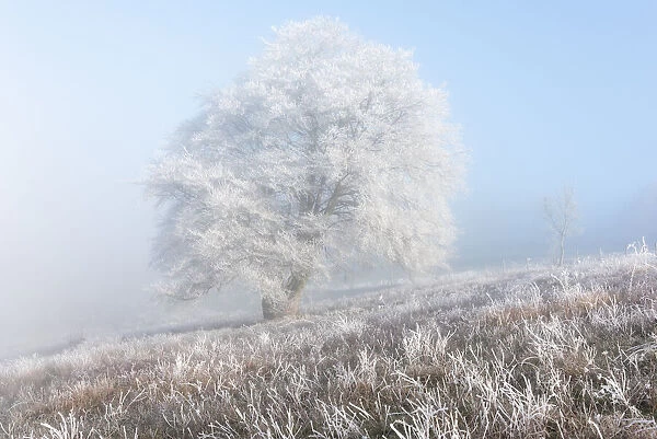 Lone Tree in Winter
