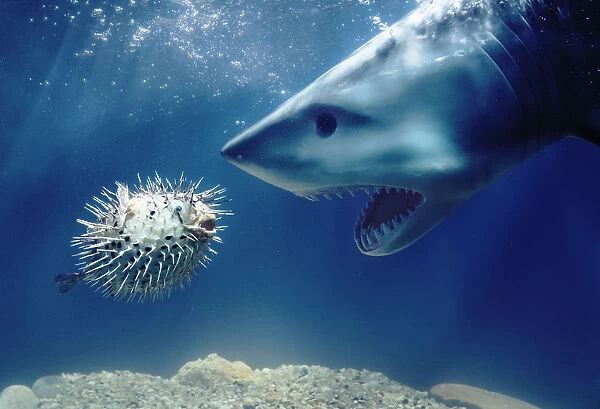 Shark Confronts Puffer Fish