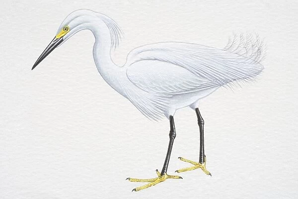 Snowy Egret (Egretta thula), with white plumage, black bill and yellow feet, side view